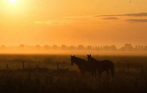 Field, night, nature, fog, horses