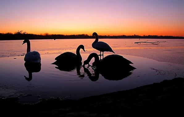 WATER, HORIZON, FROST, ICE, WINTER, RIVER, SUNSET, SWANS