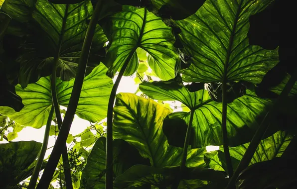 Nature, Leaves, Green, Plants, Colors, Leaves, Garden, Flora