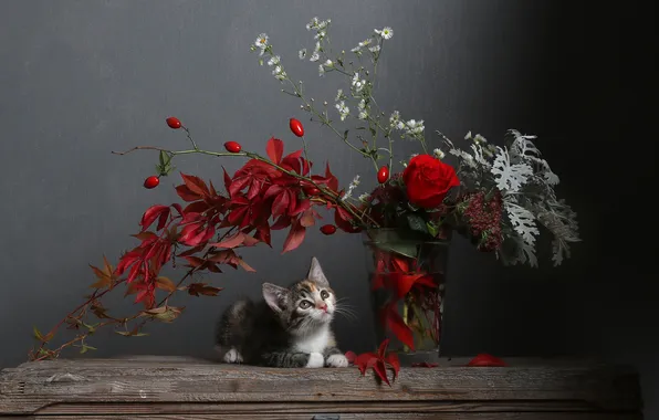 Cat, look, flowers, branches, pose, the dark background, kitty, grey