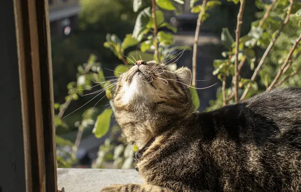 Greens, Cat, Light, Eyes, Archanicum, Chucha, Canon 200D