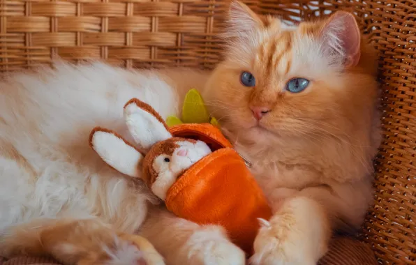 Cat, cat, look, pose, toy, hare, chair, rabbit