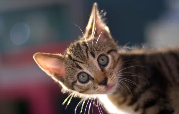 Picture look, background, muzzle, kitty