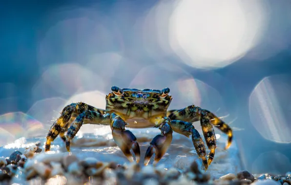 Picture macro, glare, crab, bokeh