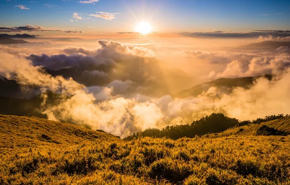 Forest, the sky, grass, the sun, clouds, rays, light, landscape