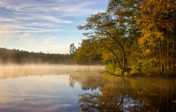 Picture forest, fog, lake, morning