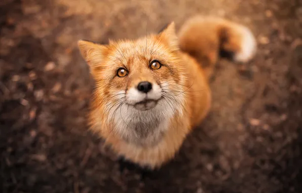 Picture look, face, Fox, red, bokeh