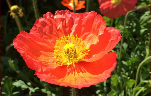 Picture macro, red, spring, Mac, red, macro, spring, poppy