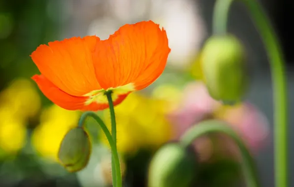 Picture nature, Mac, petals, meadow