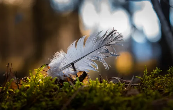 Macro, bokeh, a feather