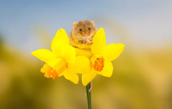 Flowers, background, mouse, daffodils, rodent, the mouse is tiny