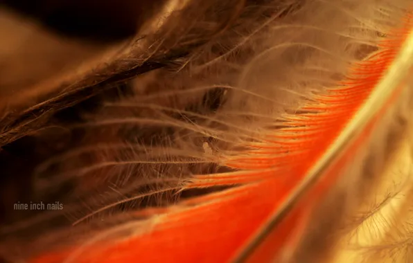 Picture feathers, Nine Inch Nails