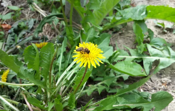 Bee, dandelion, spring