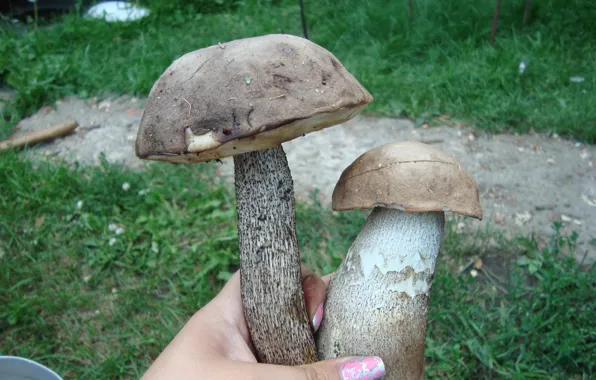 Greens, mushrooms, pair