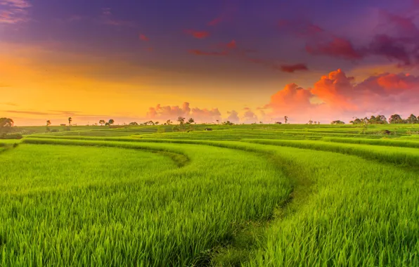 Picture field, sunset, glow