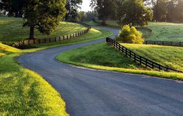 Road, nature, winding road