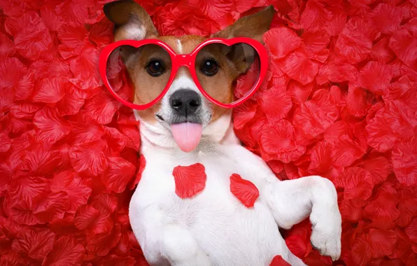 Picture dog, petals, love, rose, dog, romantic, hearts, funny