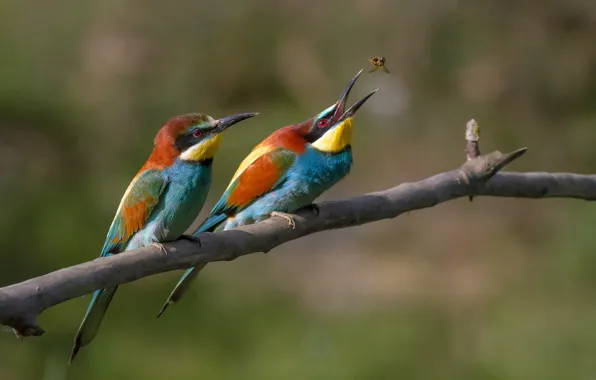 Picture birds, branch, insect, catches, Golden bee-eater, peeled, european bee-eater