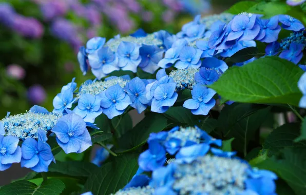 Picture leaves, flowers, blue, blue, garden, the bushes, hydrangea
