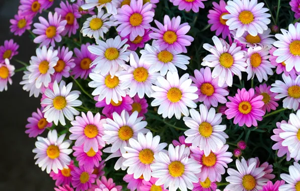Picture flowers, chamomile, pink, white, different, a lot, lilac, feverfew