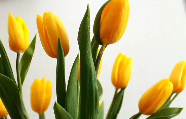Picture greens, drops, mood, Wallpaper, Flowers, The sun, beauty, tulips