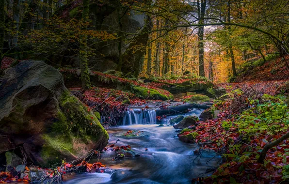 Picture autumn, forest, branches, stream, stones, rocks, foliage, waterfall