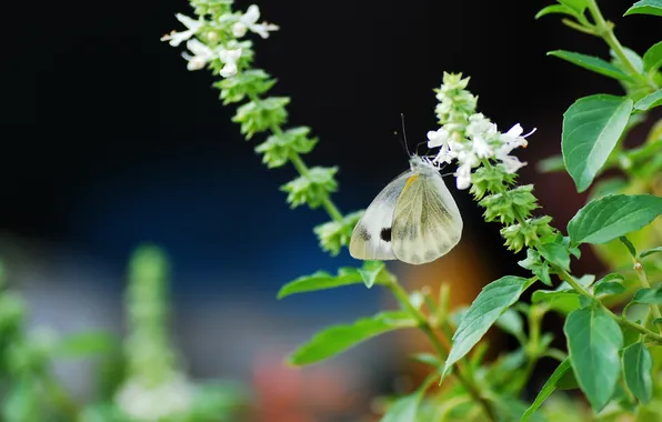 Flowers, background, butterfly, blur