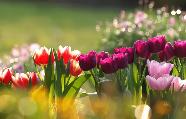 Picture glare, tulips, flowerbed, colorful