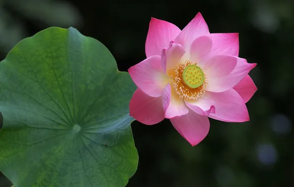 Picture sheet, glare, pink, Lotus