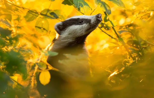 Autumn, look, leaves, light, branches, nose, face, yellow background