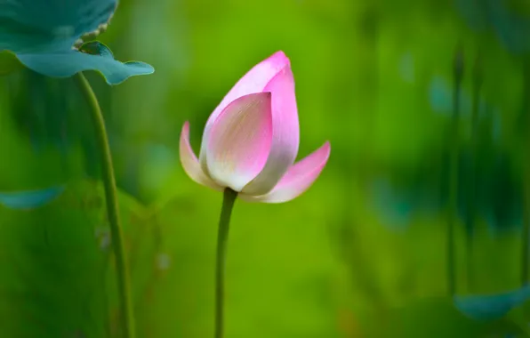 Flower, leaves, background, pink, Lotus