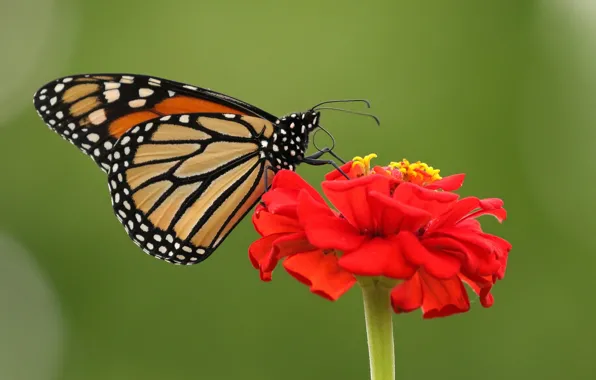 Flower, macro, background, butterfly, Zinnia, The monarch