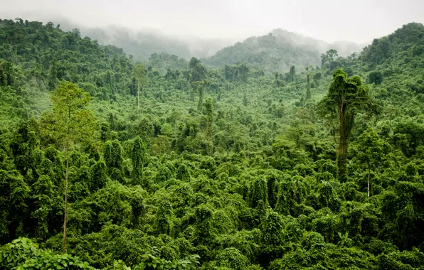 Greens, forest, trees, fog, tropics, jungle, Jungle