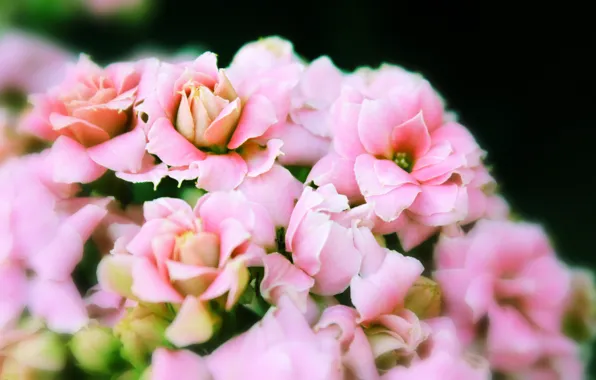 Summer, macro, flowers, pink, tenderness, Bud, Kalanchoe