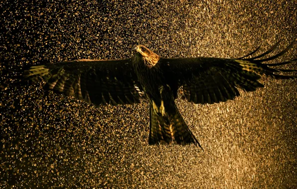 WATER, DROPS, BIRD, RAIN, SOKO, FALCON