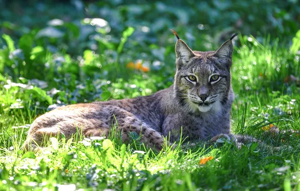 Wallpaper grass, look, face, nature, pose, lies, lynx for mobile and ...