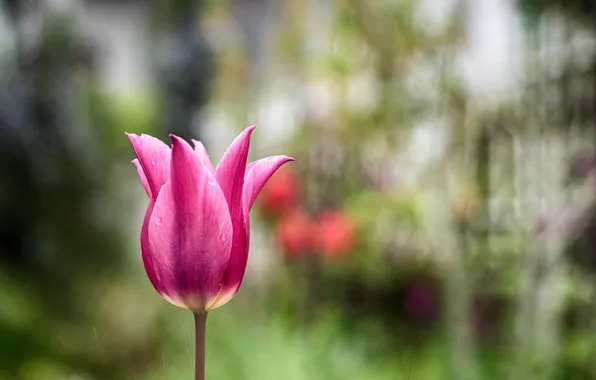 Picture Tulip, spring, petals, meadow