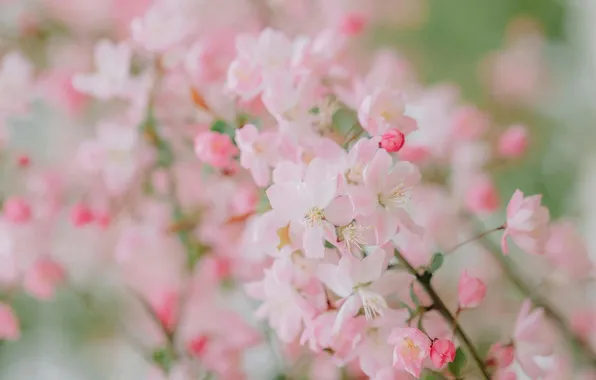 Spring, Apple, pink flowers