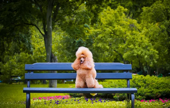 Look, bench, nature, pose, Park, dog, face, poodle