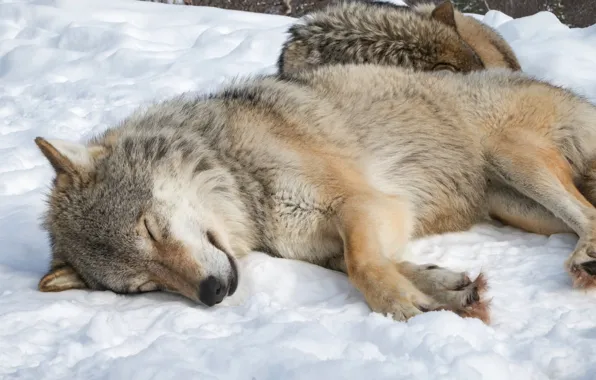 Nature, snow, Wolf, animal, sleeping, wildlife, fur