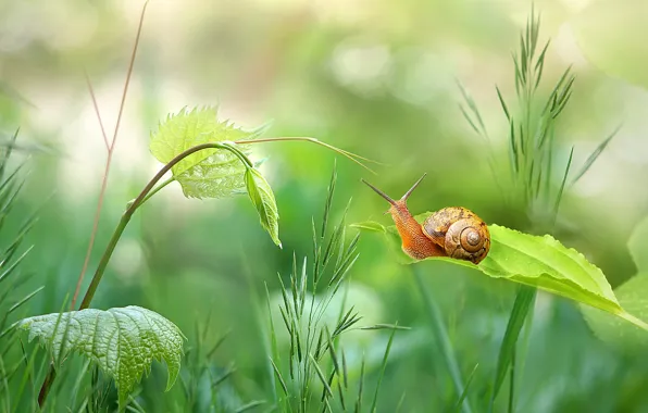 Picture greens, grass, leaves, snail, stem, bokeh