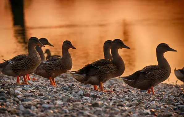 Nature, duck, Animals