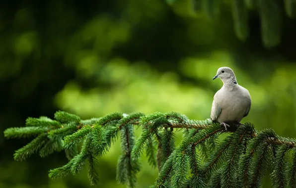 Picture branches, dove, tree, tree, dove, branches