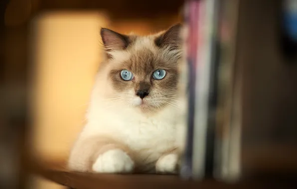 Cat, home, muzzle, Siamese