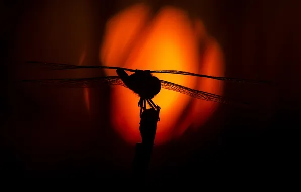 The sun, macro, sunset, nature, wings, dragonfly, silhouette, insect