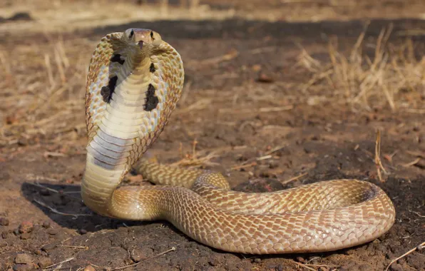 Viper, desert, reptile, cobra snake, king cobra