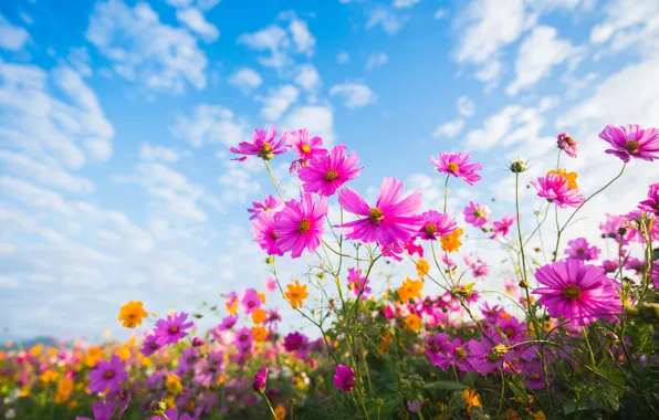 Field, summer, the sky, the sun, flowers, colorful, meadow, summer