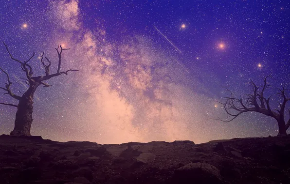 The sky, trees, night, nature, retouching