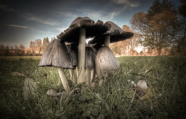Picture macro, nature, mushrooms