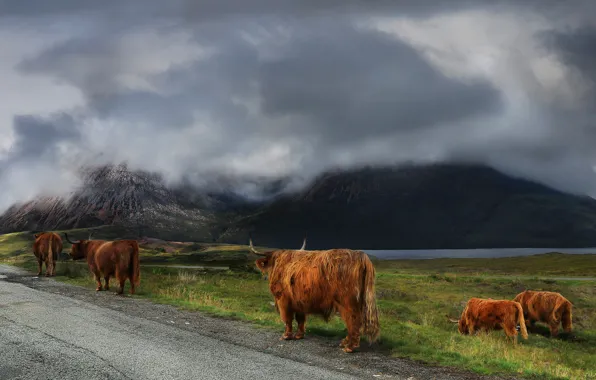 Road, field, summer, grass, clouds, mountains, clouds, fog